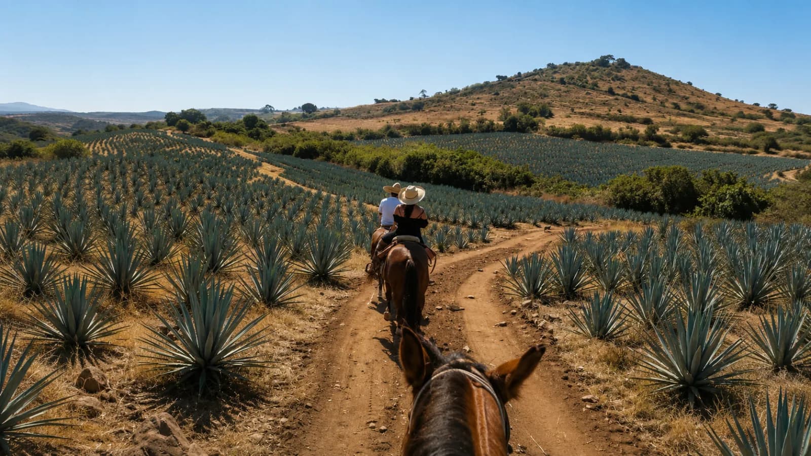 De Guadalajara a Tequila y Chapala en carro: las dos escapadas de Jalisco a tu ritmo | KORU